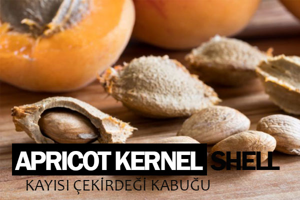 Apricot Kernel