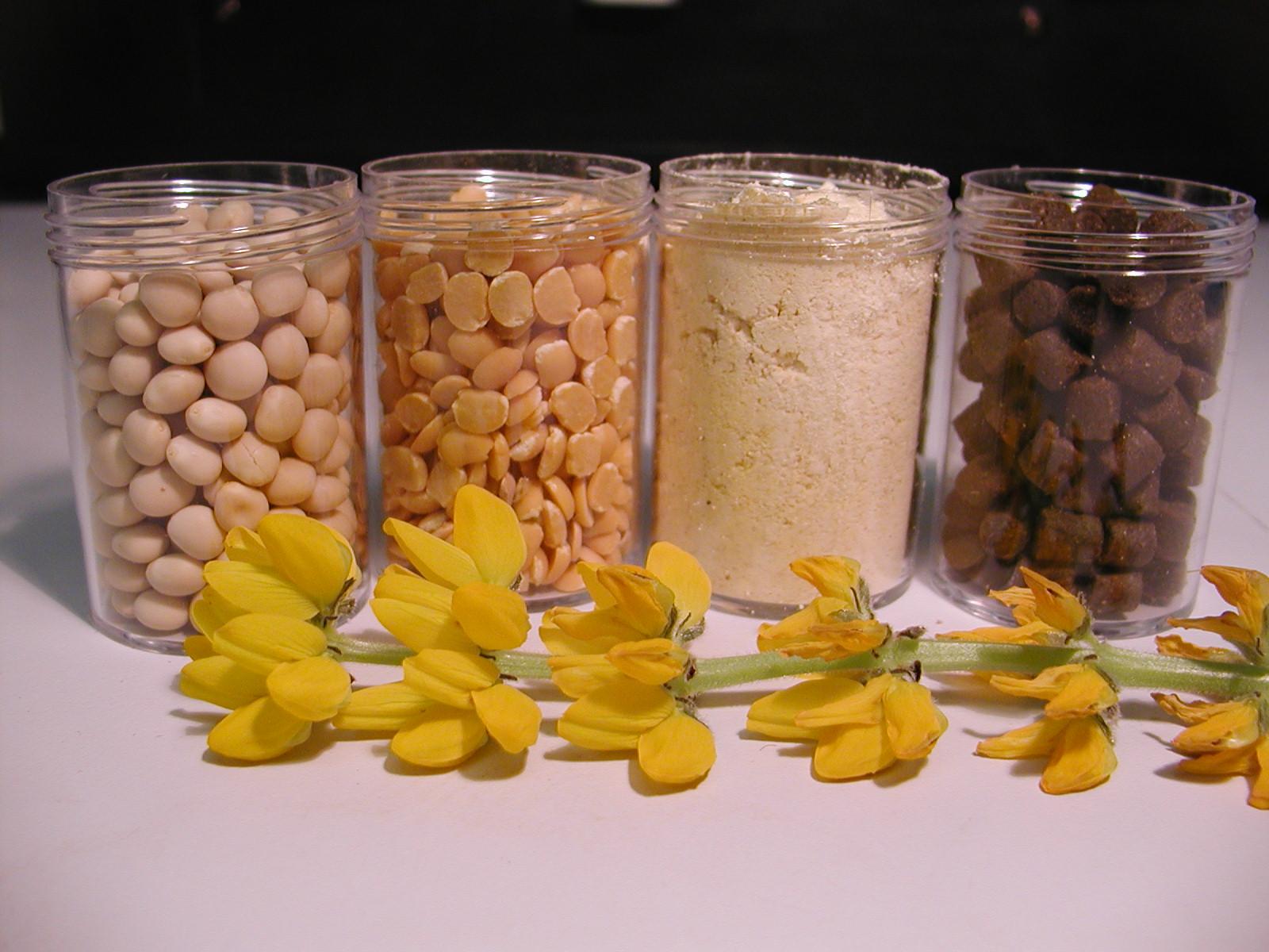 Australian Sweet Lupin (Angustifolius Lupin)