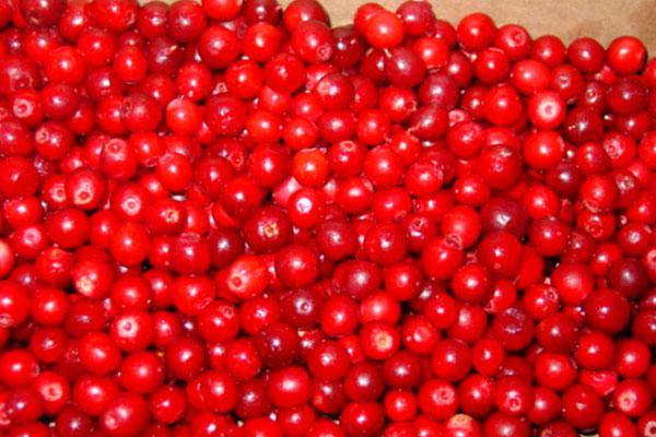 Frozen Lingonberry