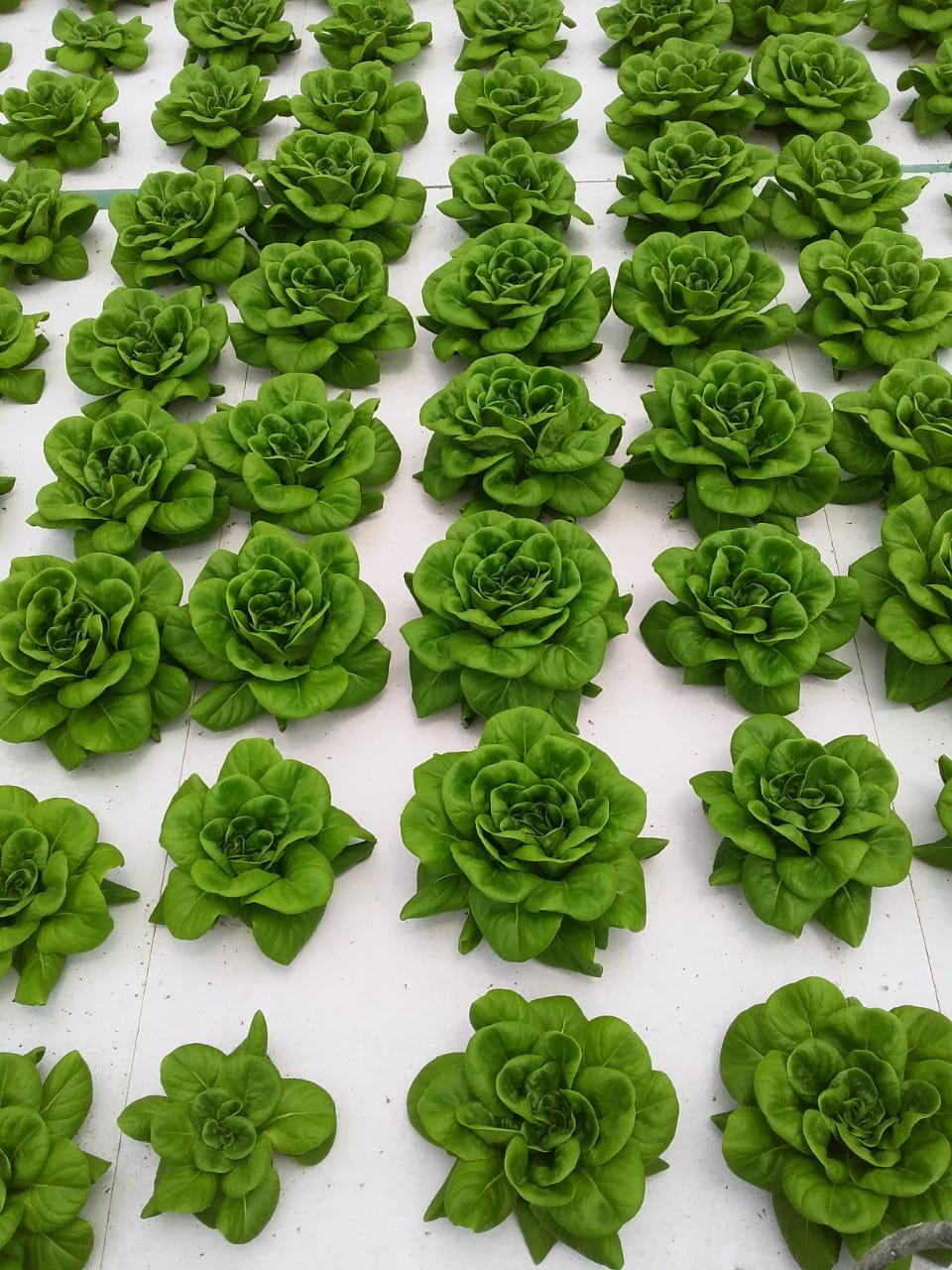 Fresh Spinach