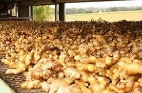 Fresh Ginger & Sun Dried Split Ginger