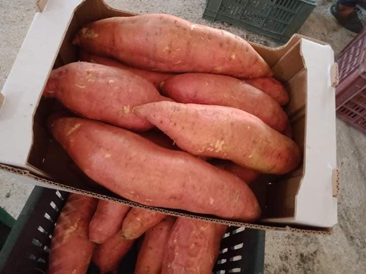 sweet potato