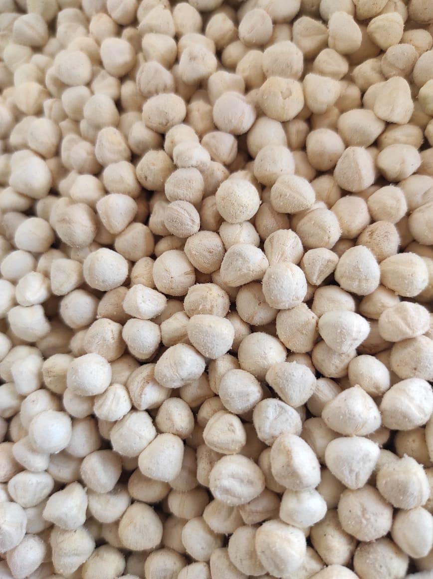 Moringa seeds with wings