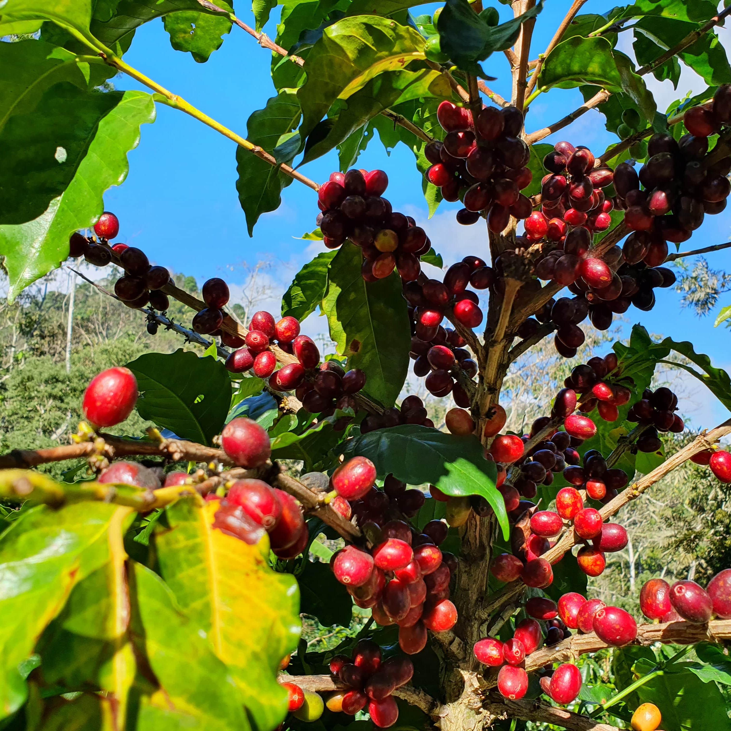 Finca Jerusalén GESHA - Natural