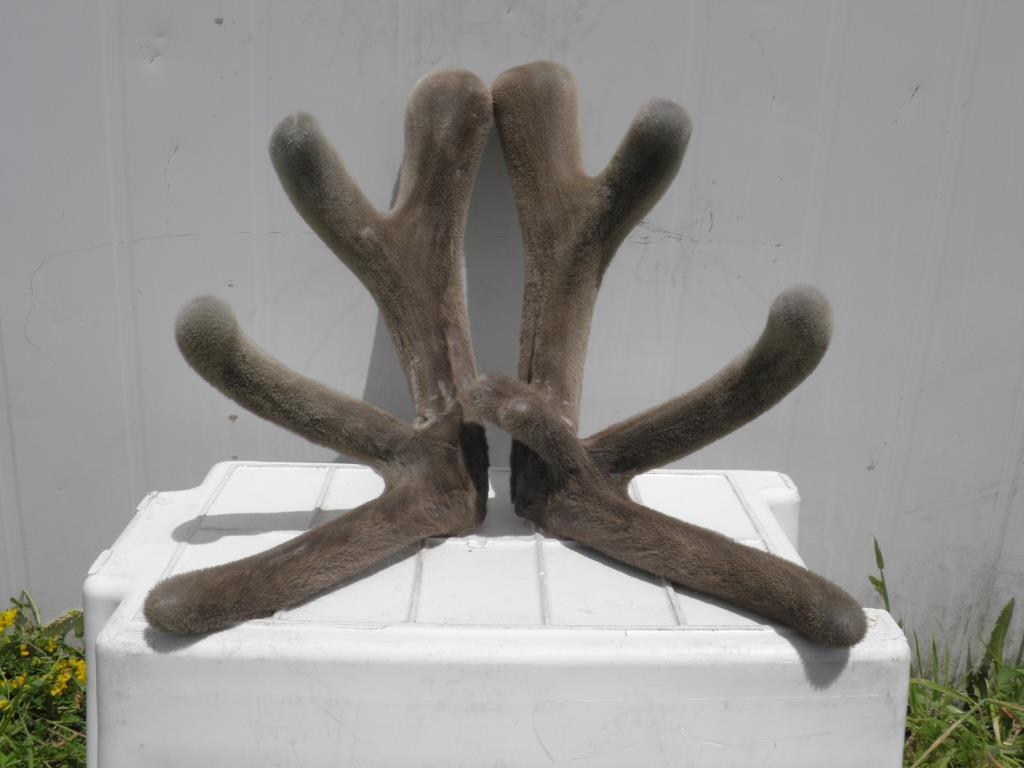 Deer Velvet