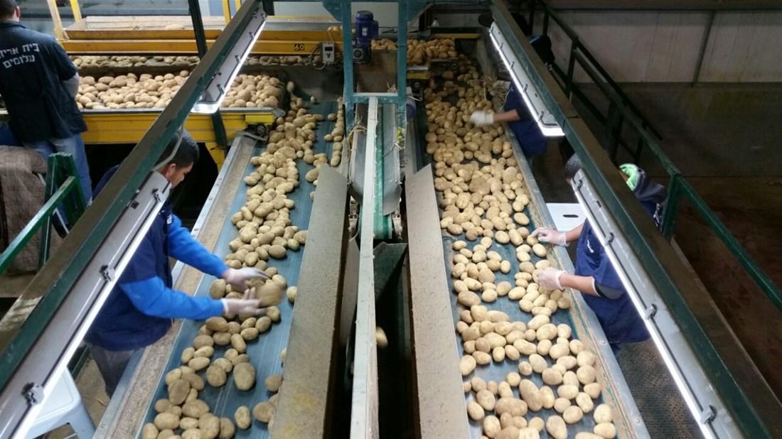 Fresh Potatoes