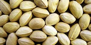 Closed Shell Pistachio