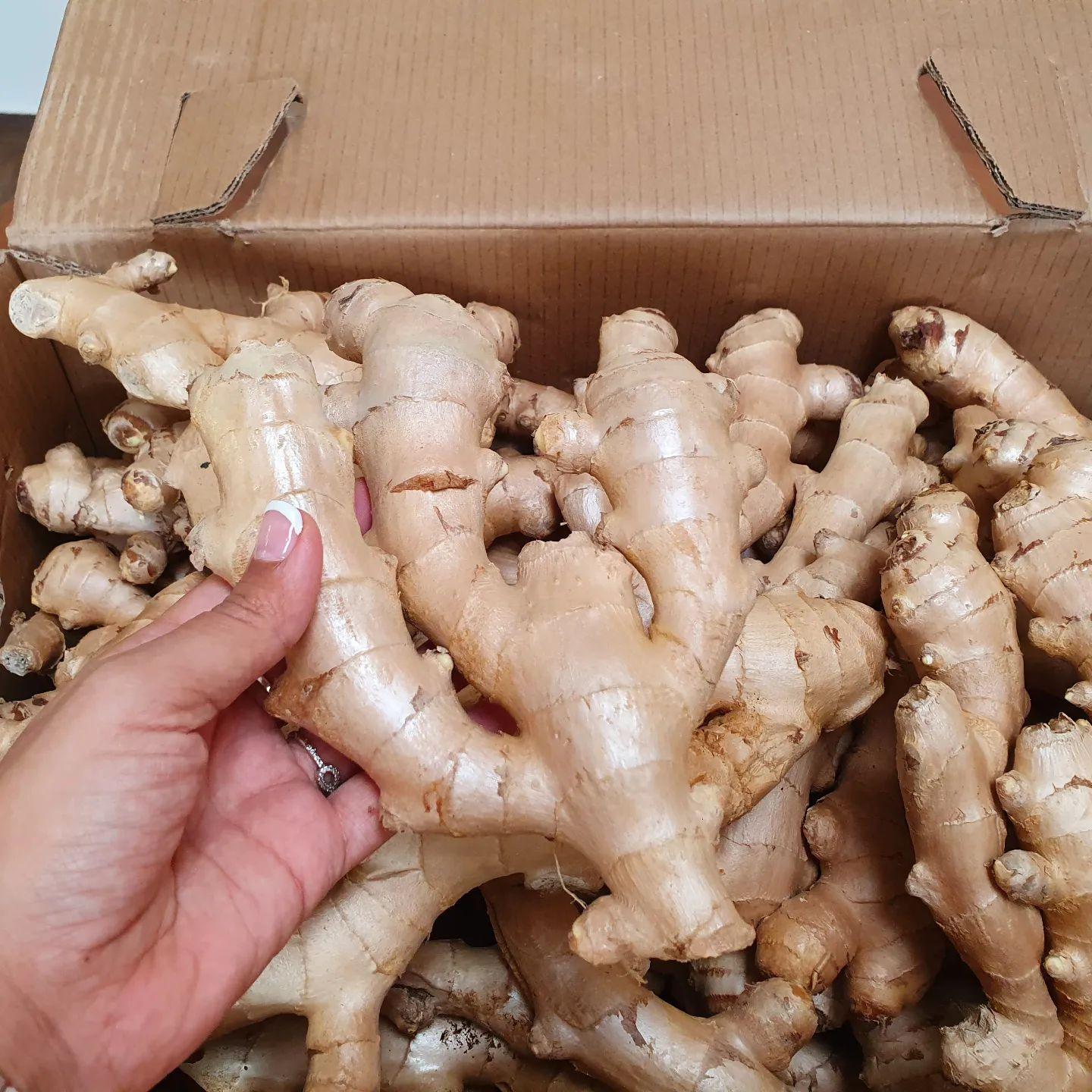 Ginger