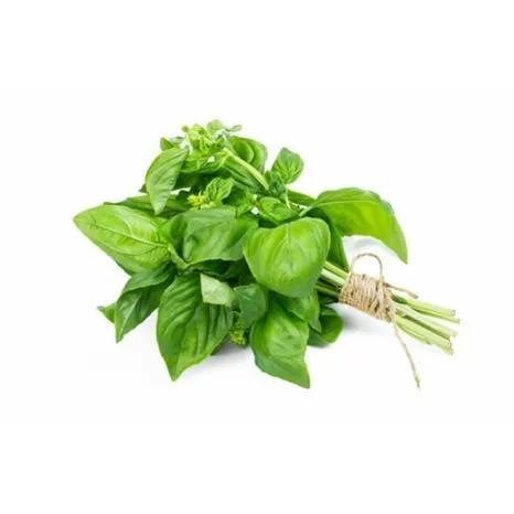 Fresh Basil