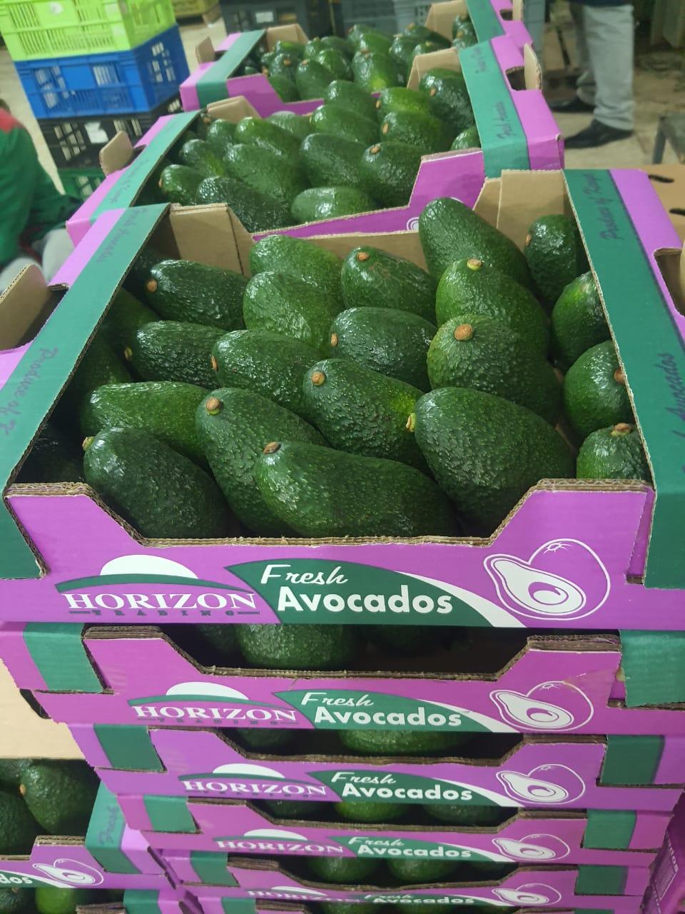 Avocado