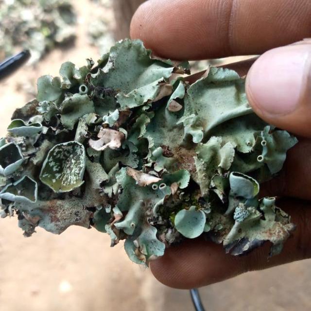Stone Flower