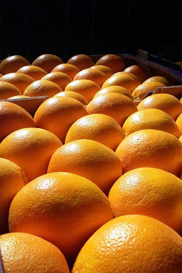 Fresh Orange