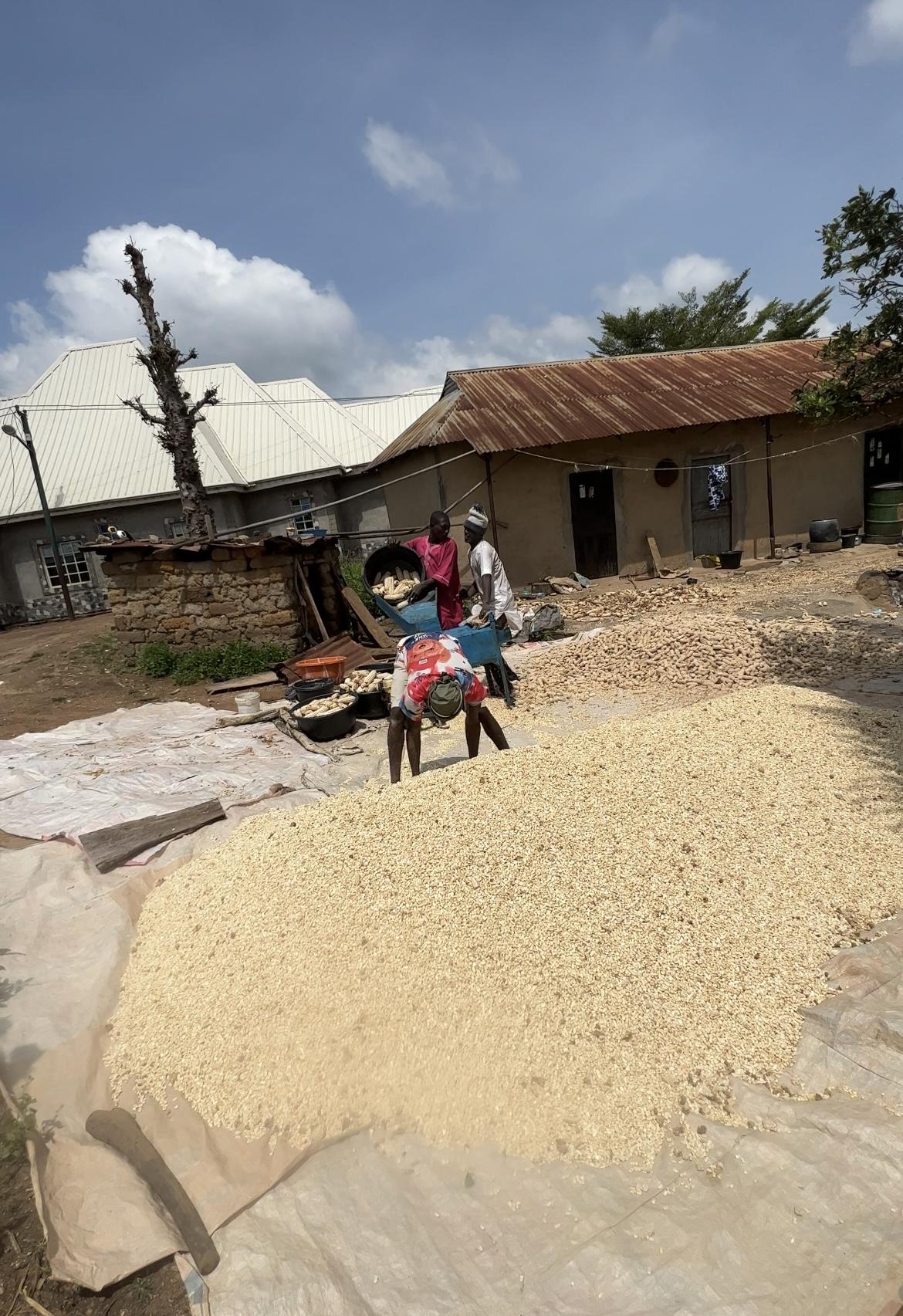 Maize grains