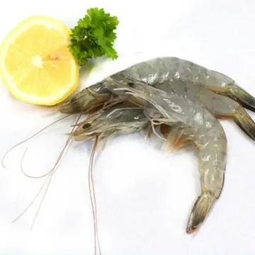 fresh head on shell on shrimp
