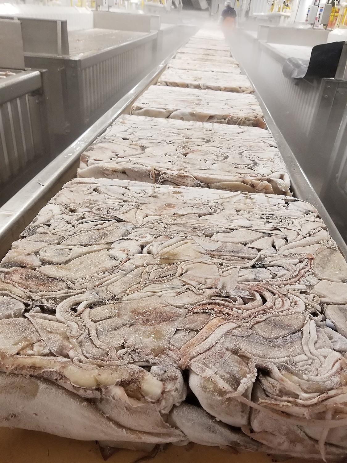 Fresh Mackerel