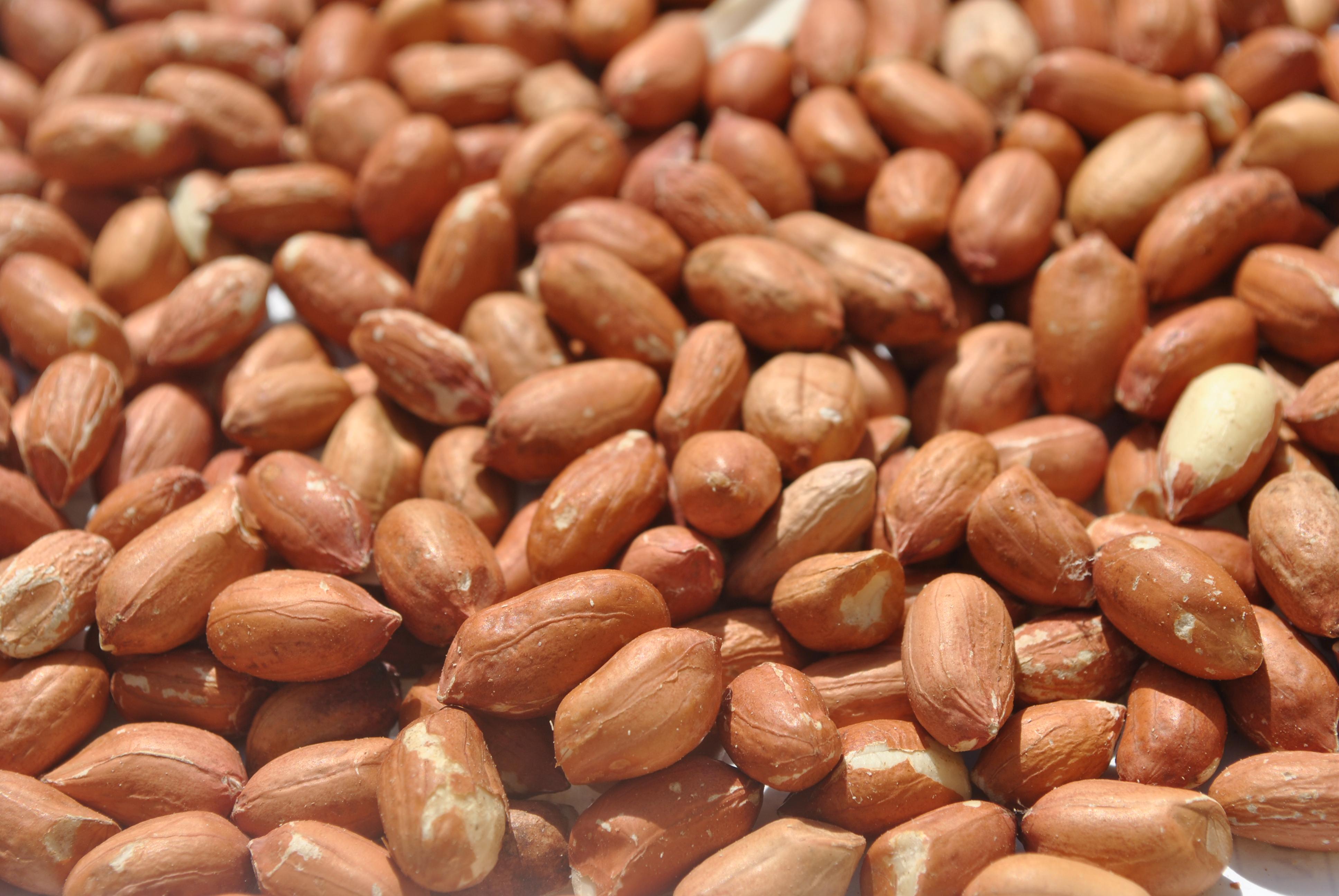 Watermelon Seeds
