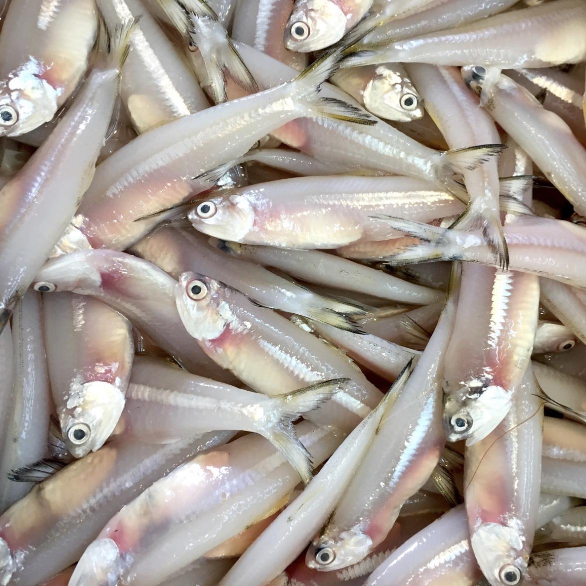 Frozen Keski - River Anchovy
