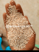 Sesame Seed
