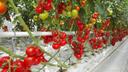 Tomato
