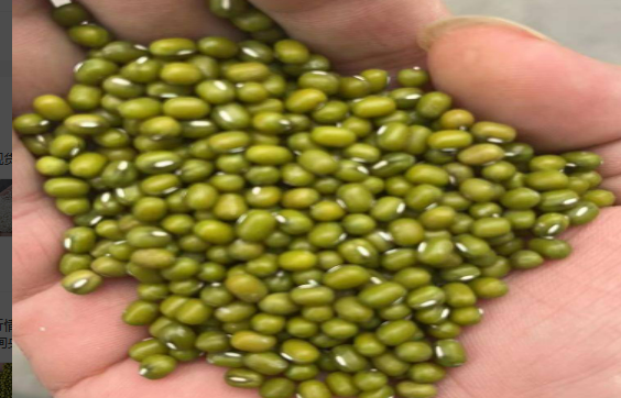 GREEN MUNG BEAN