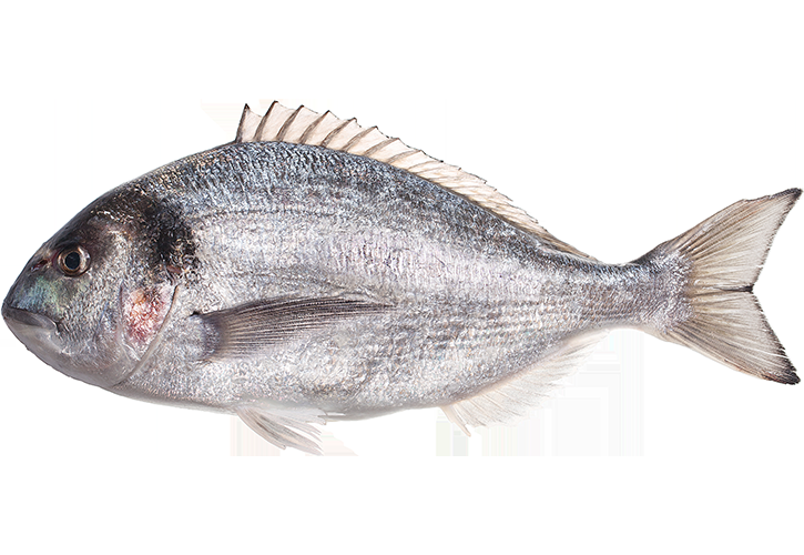 Sea Bream