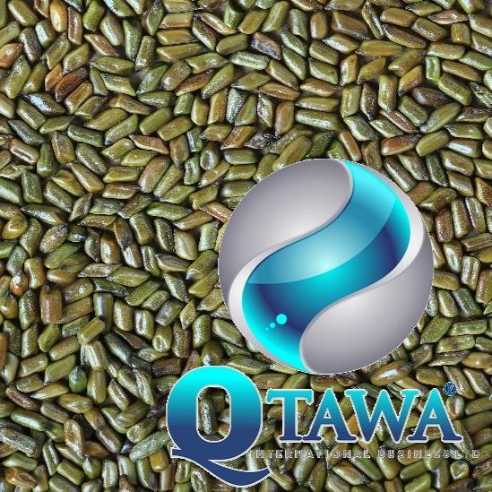 CASSIA TORA SEED