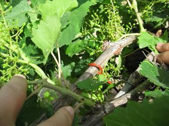 Organic Fresh Figs