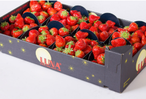Fresh Strawberry