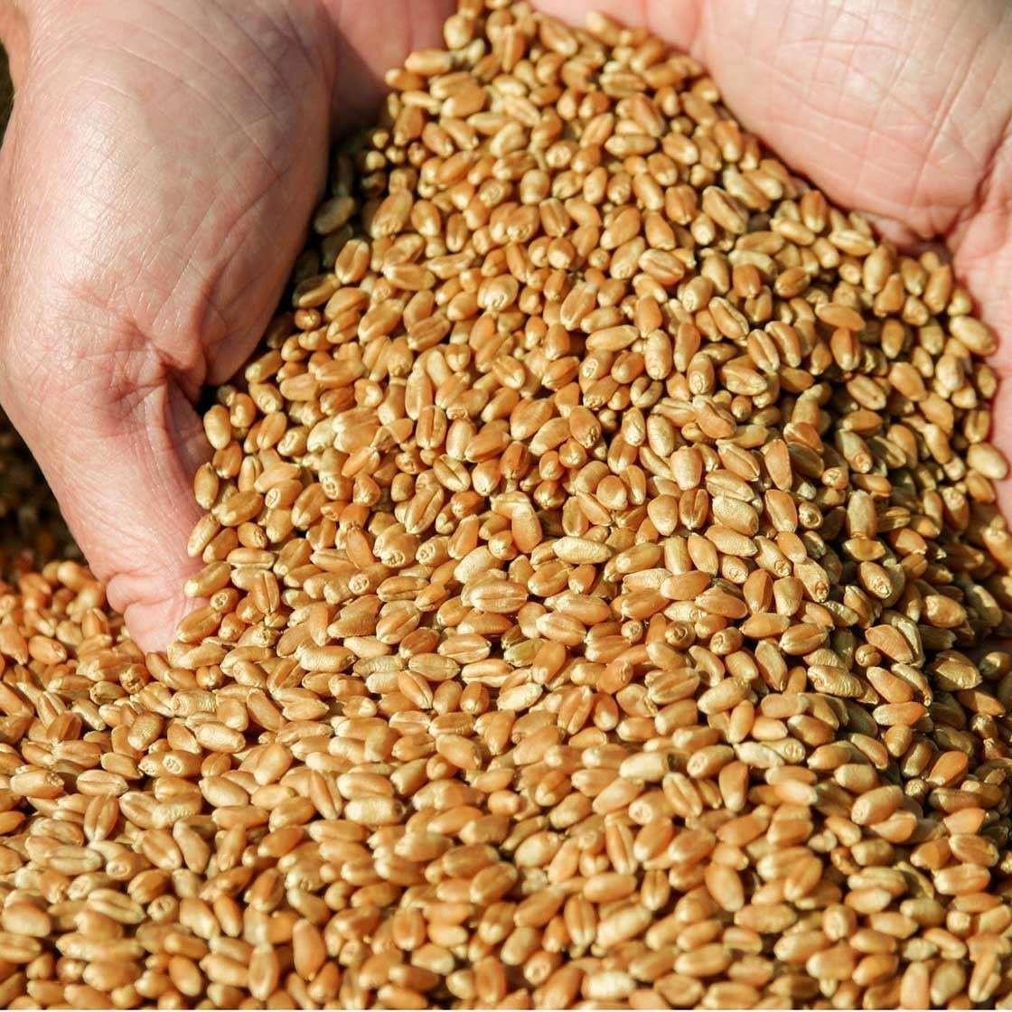 Soya beans