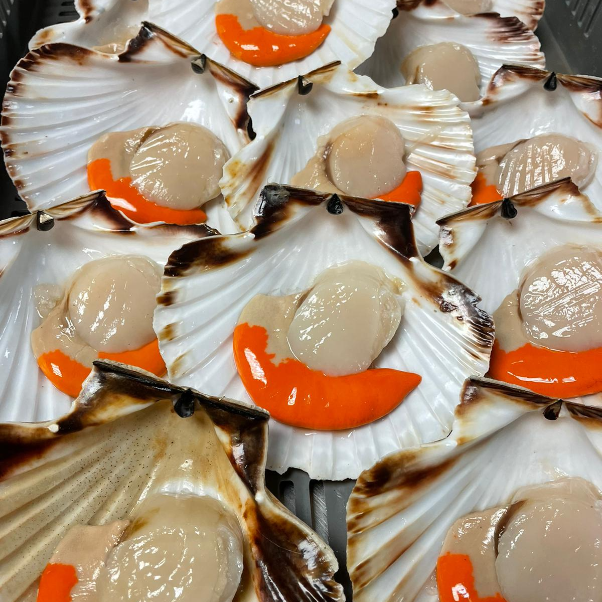 Scallop