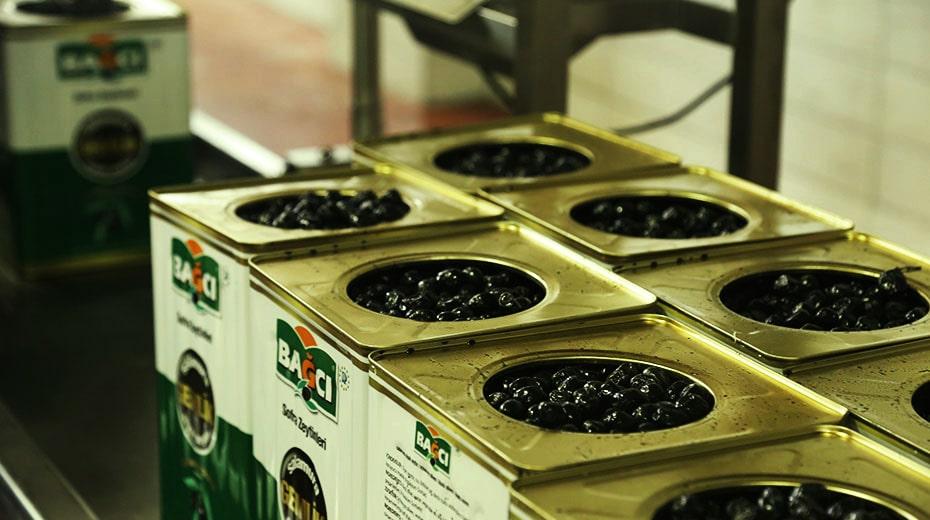 Canned Olive