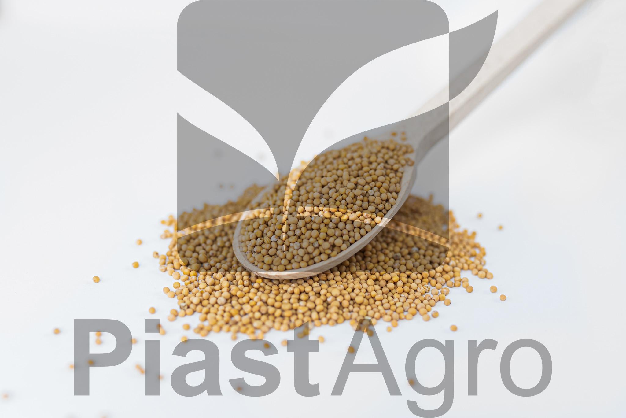 Yellow mustard seed (Sinapis Alba)