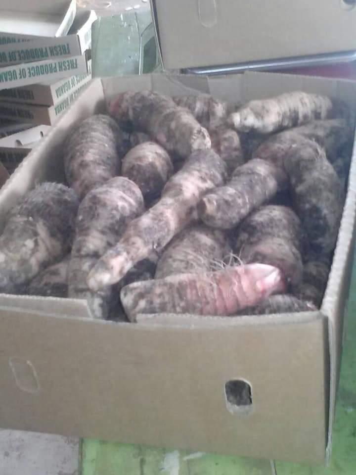 coco yams