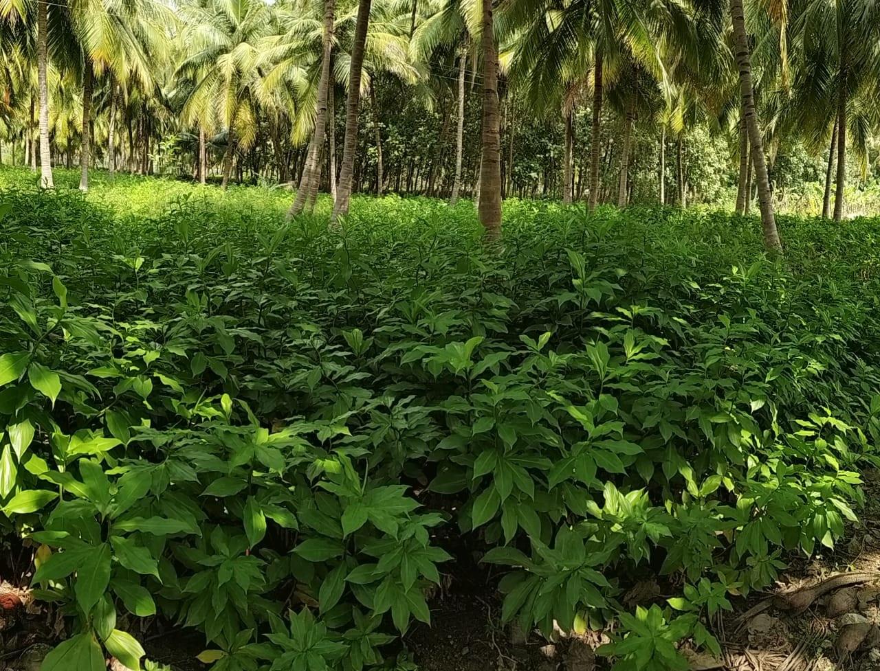 Insulin Spinach (Fresh green leaves)