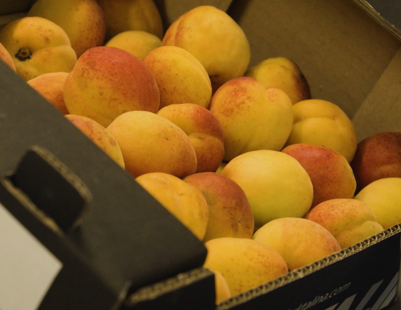 Apricot