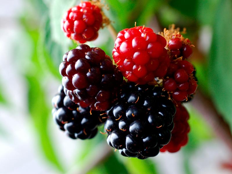 Raspberry