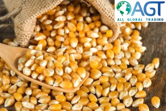 Yellow Corn / Maize - GMO/NonGMO
