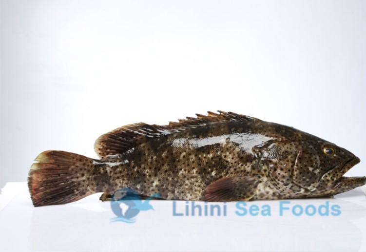 Fresh Spotted Grouper