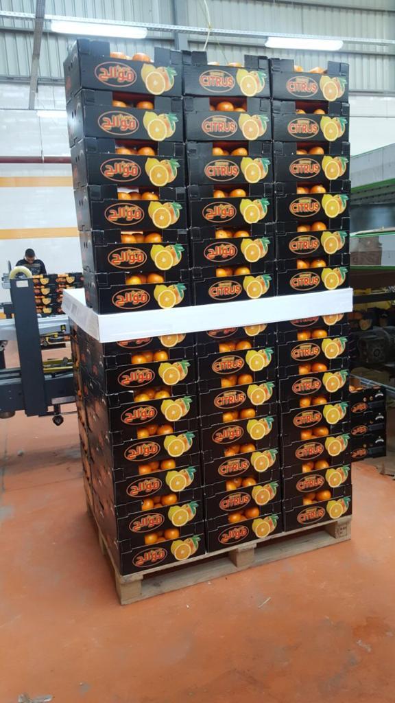 Valencia Orange