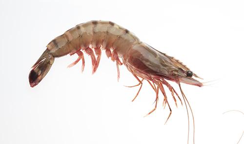 Black Tiger Shrimp