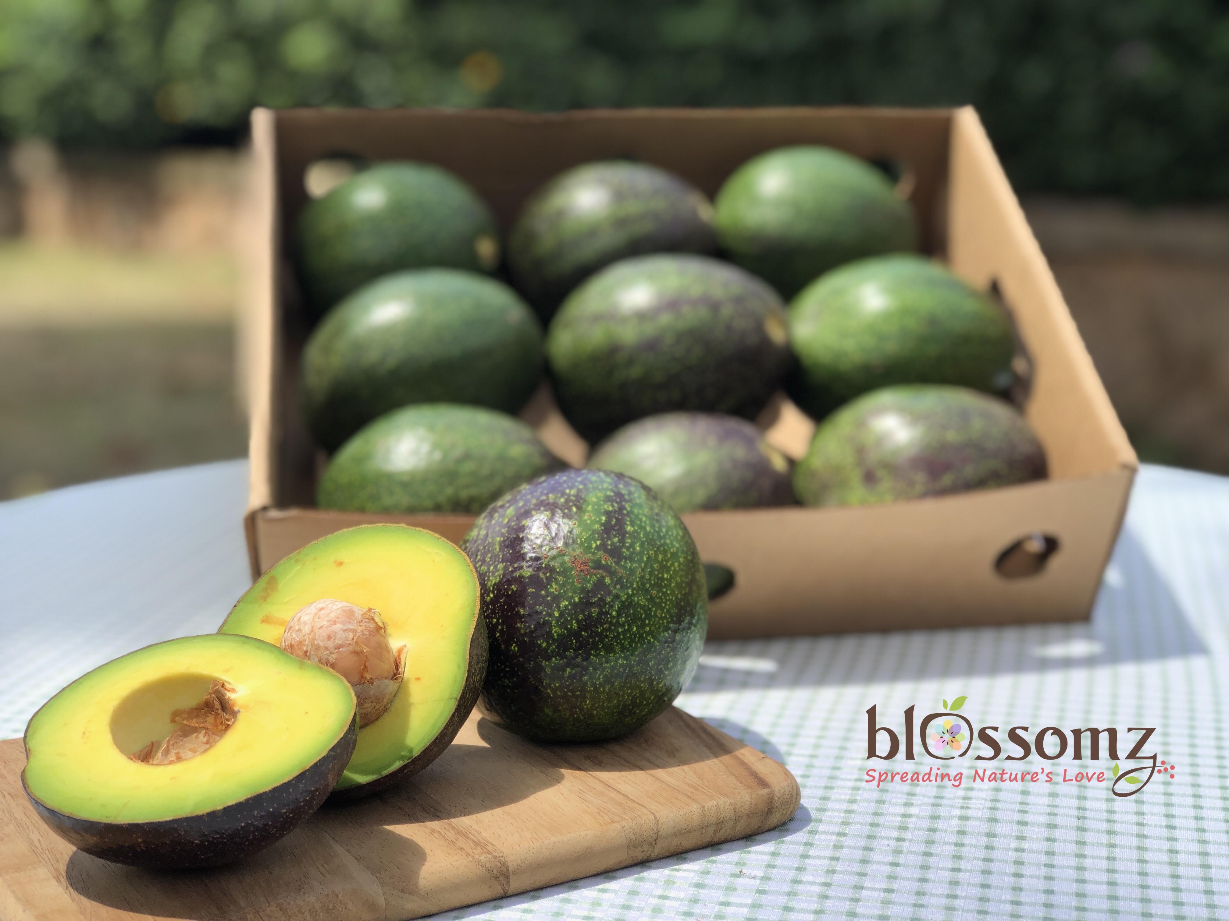 Ugandan Avocados