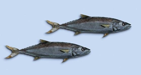 Escolar Fish