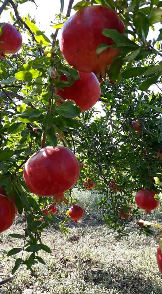 Fresh Organic Pomegranate