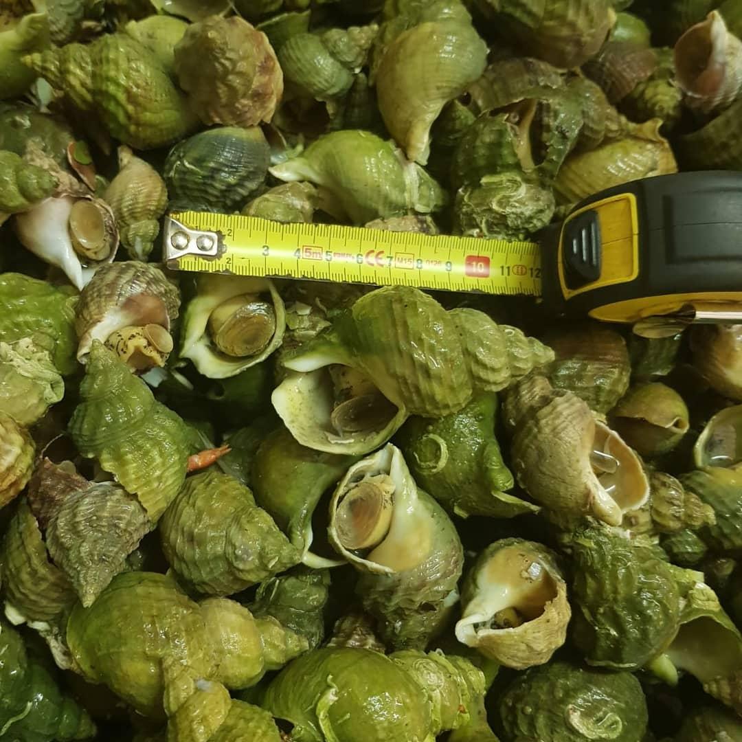 Whelk