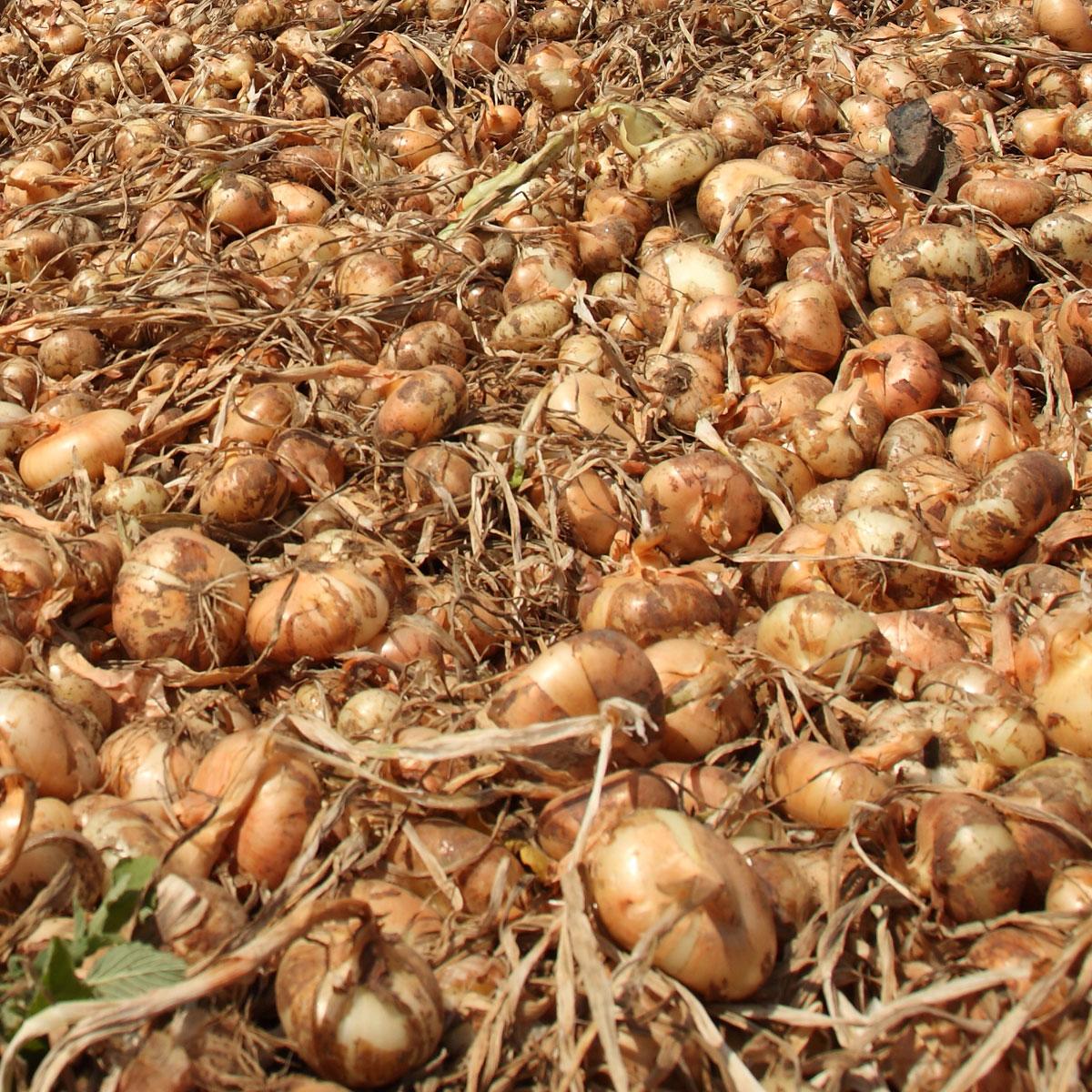 fresh peeled red onion