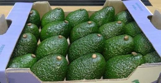Avocado