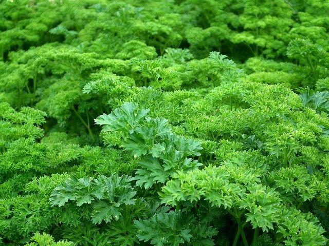 Coriander