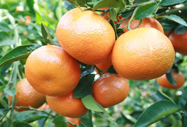 Clementine