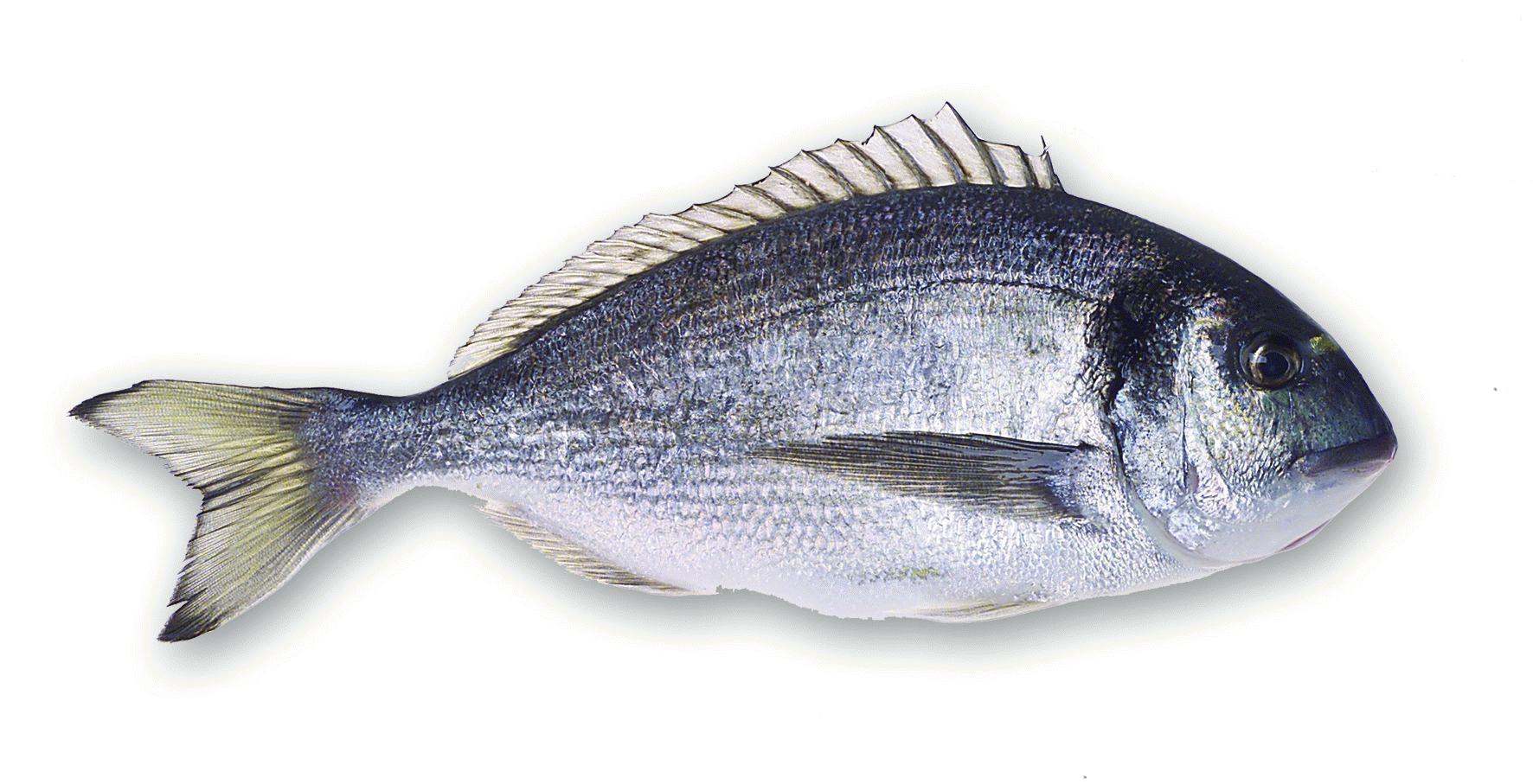 Sparus Aurata - Sea bream - Tsipoura -  Orata - Dorada - Dorade Royale - Dourada