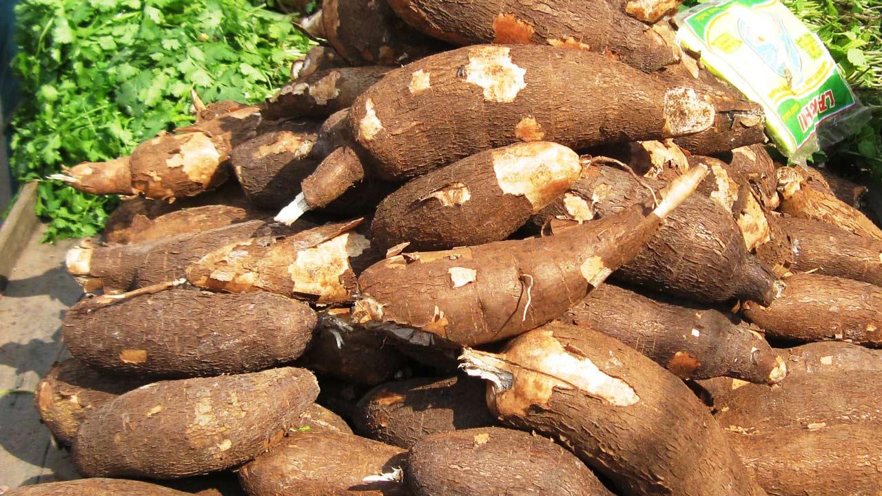 Cassava Root